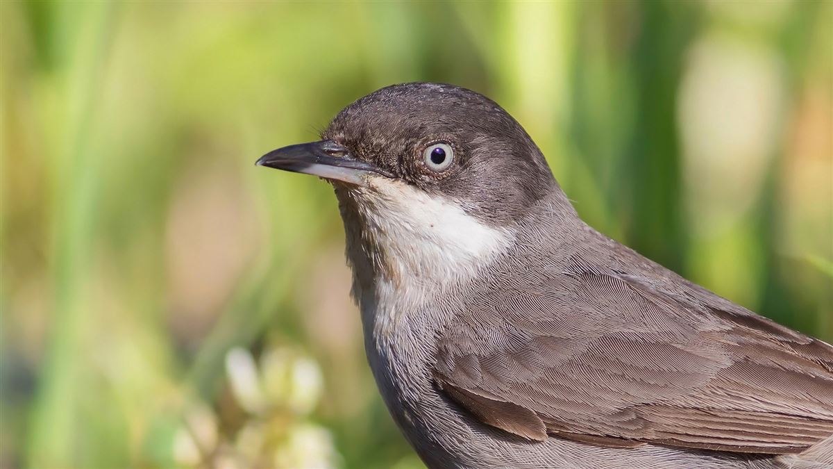 Eastern Orphean Warbler