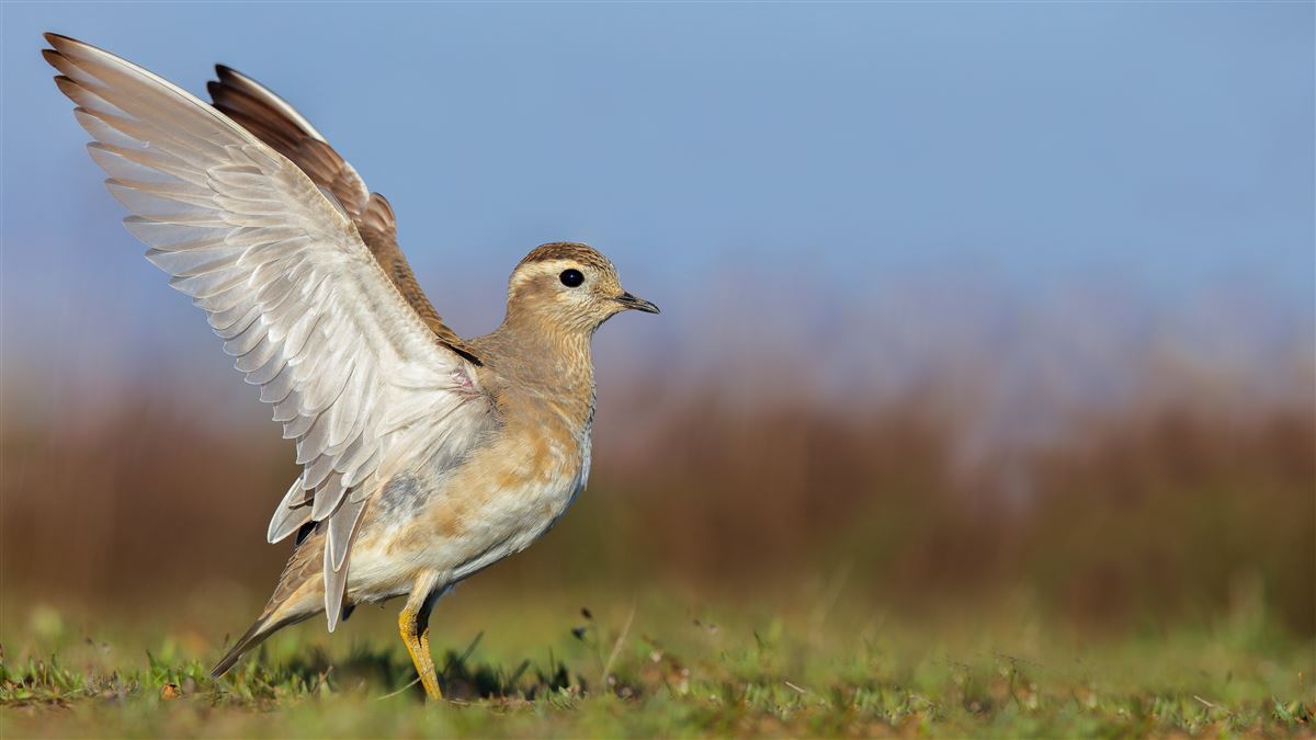 Eurasian Dotterel