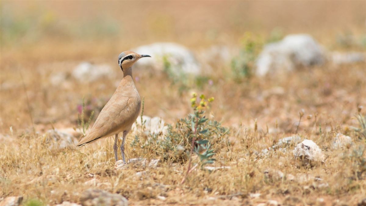 Cream-colored Courser