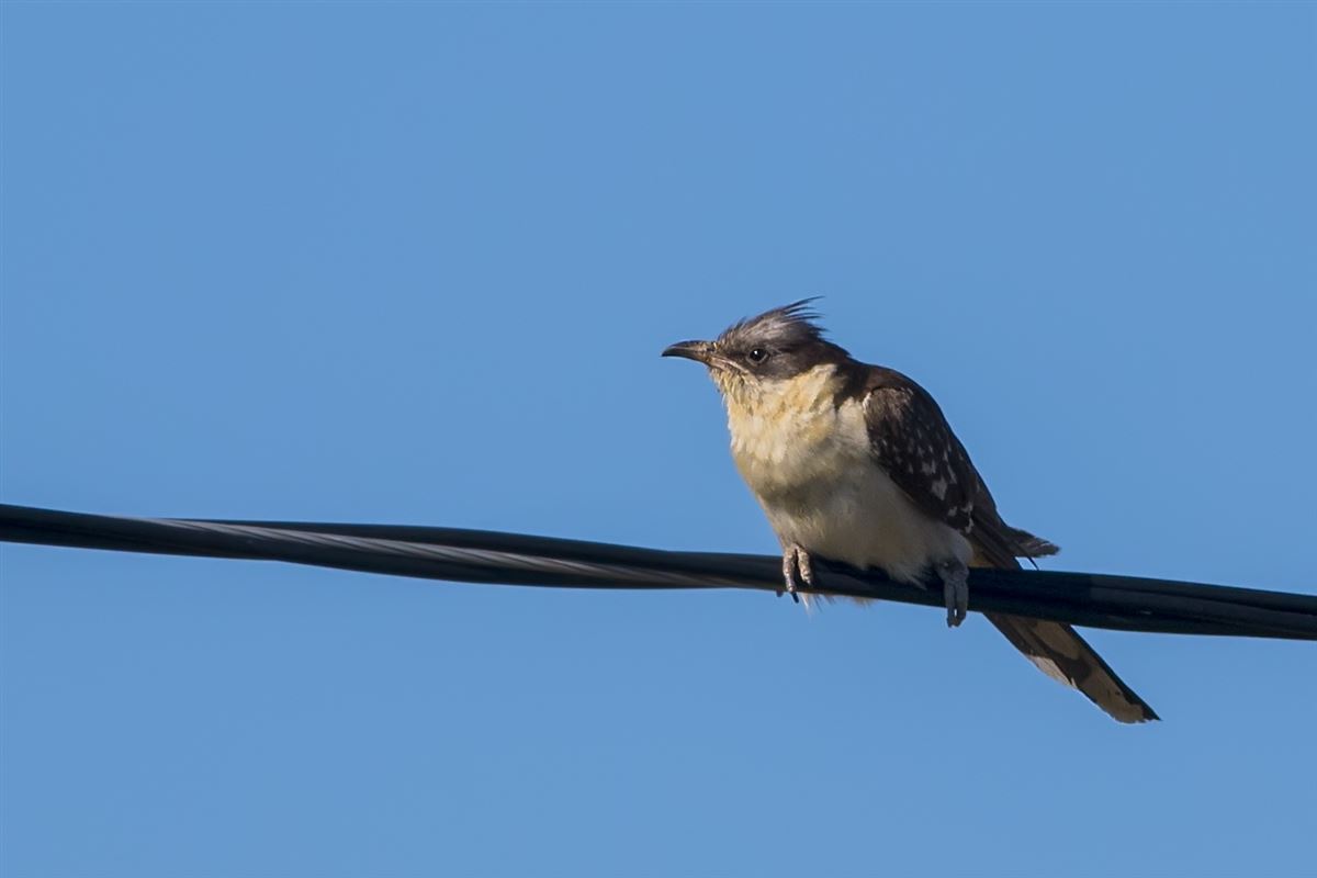 Great Spotted Cuckoo