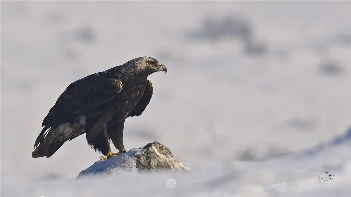 Eastern Imperial Eagle
