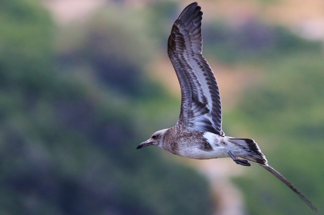 Audouin`s Gull