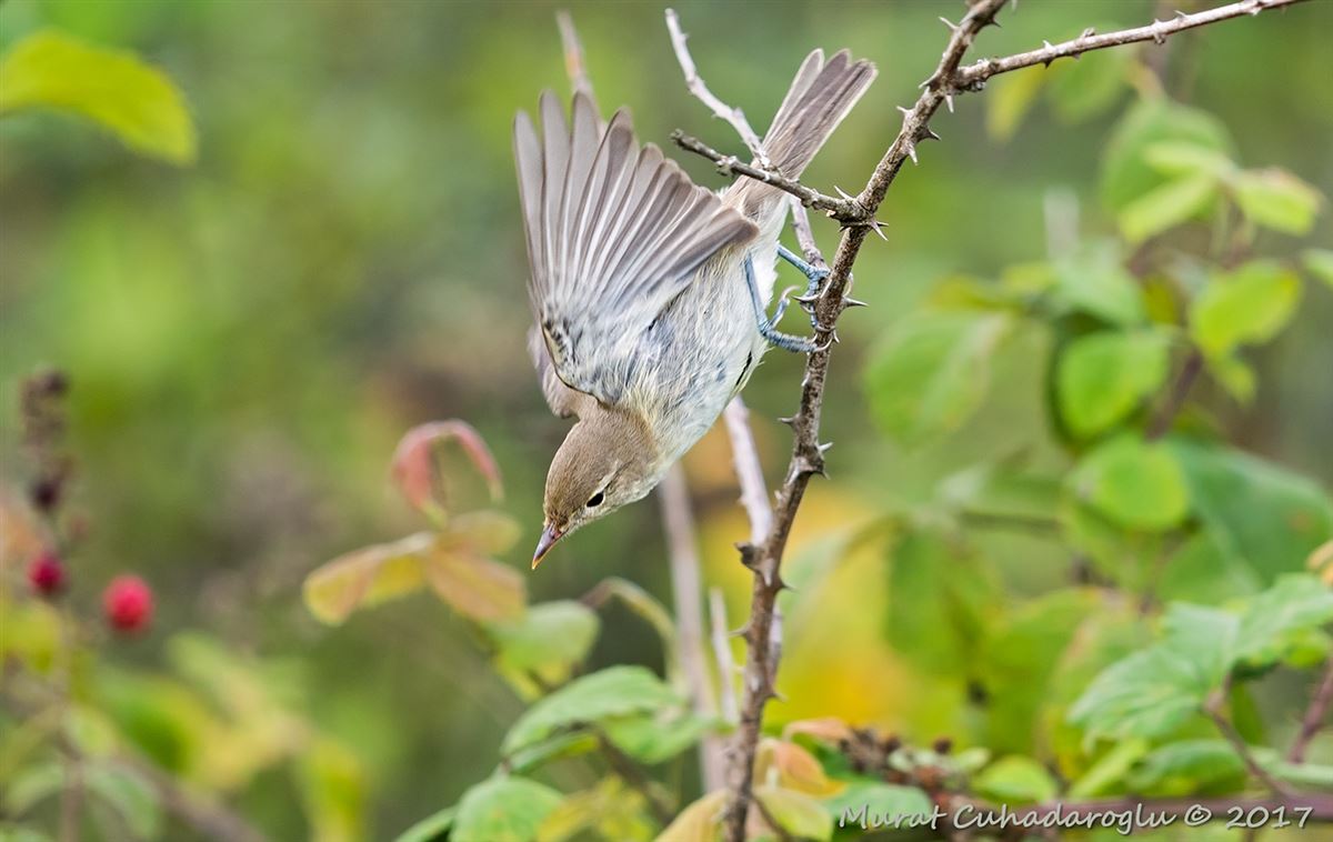 Icterine Warbler