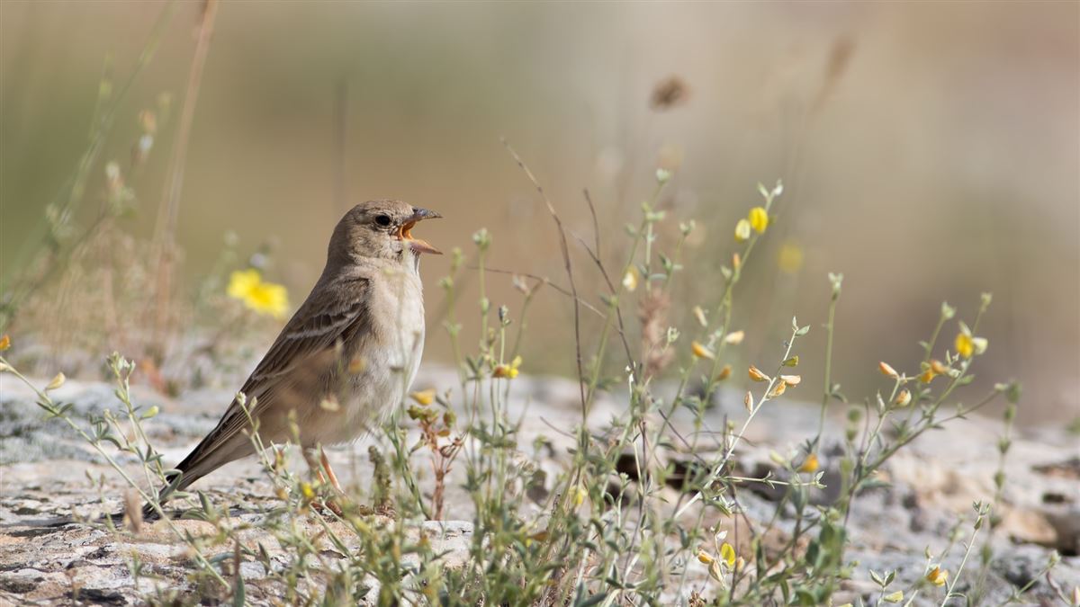 Pale Rockfinch