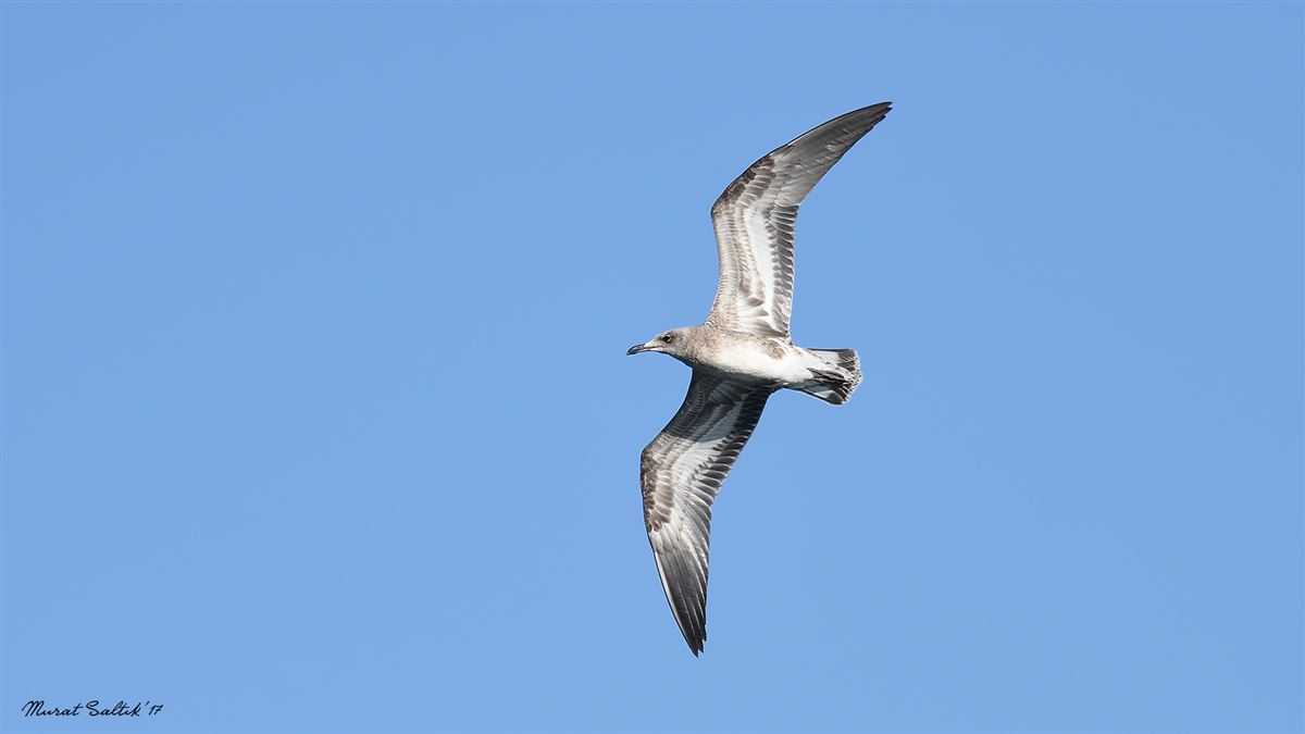 Audouin`s Gull