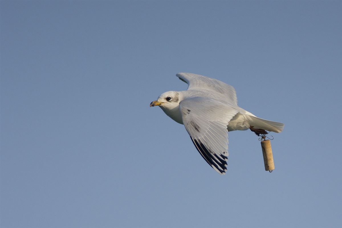 Akdeniz Martısı