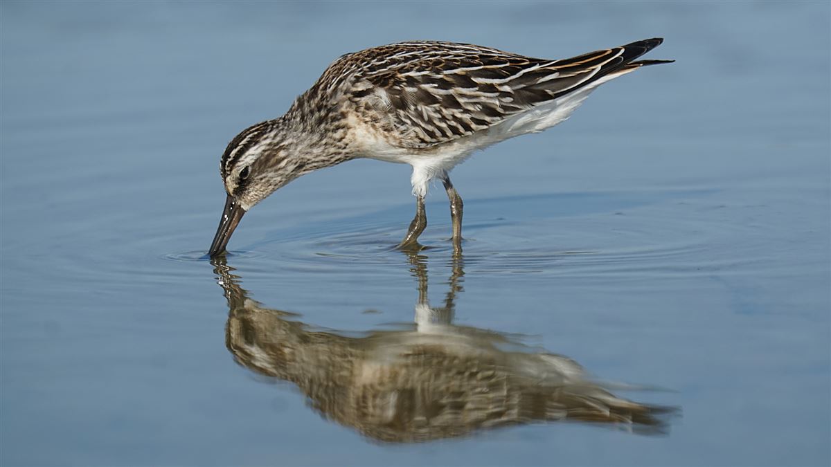 Broad-billed Sandpiper
