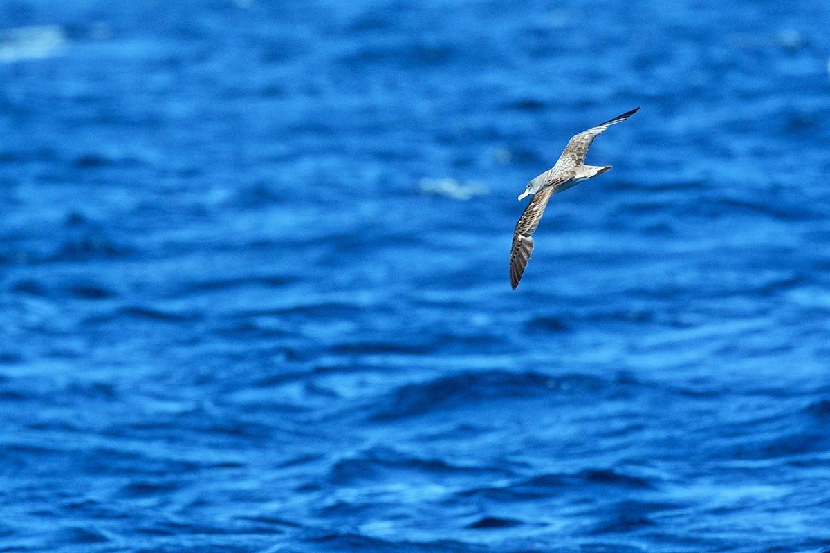 Scopoli`s Shearwater