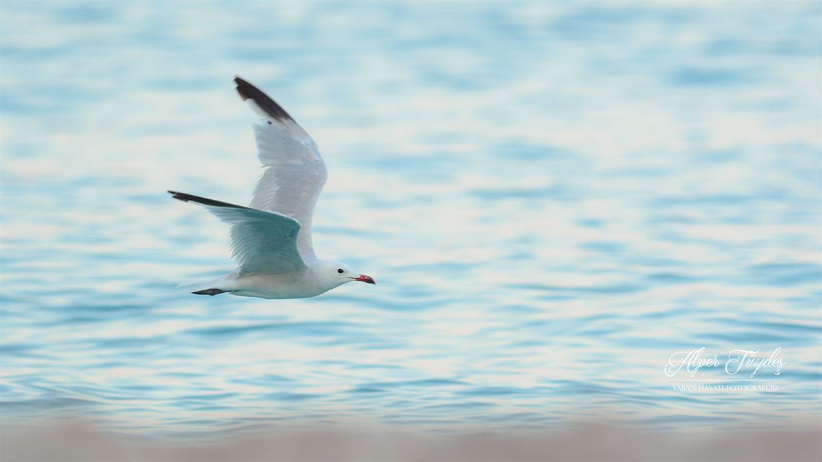 Audouin`s Gull