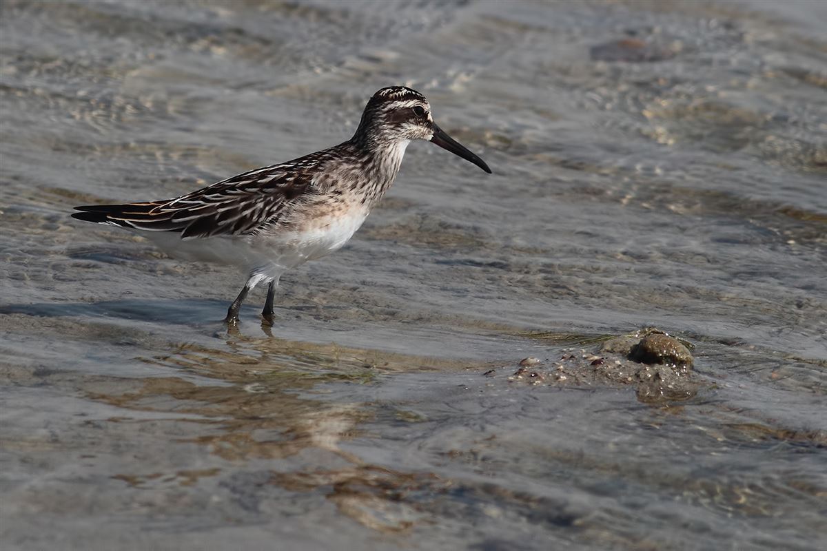 Broad-billed Sandpiper