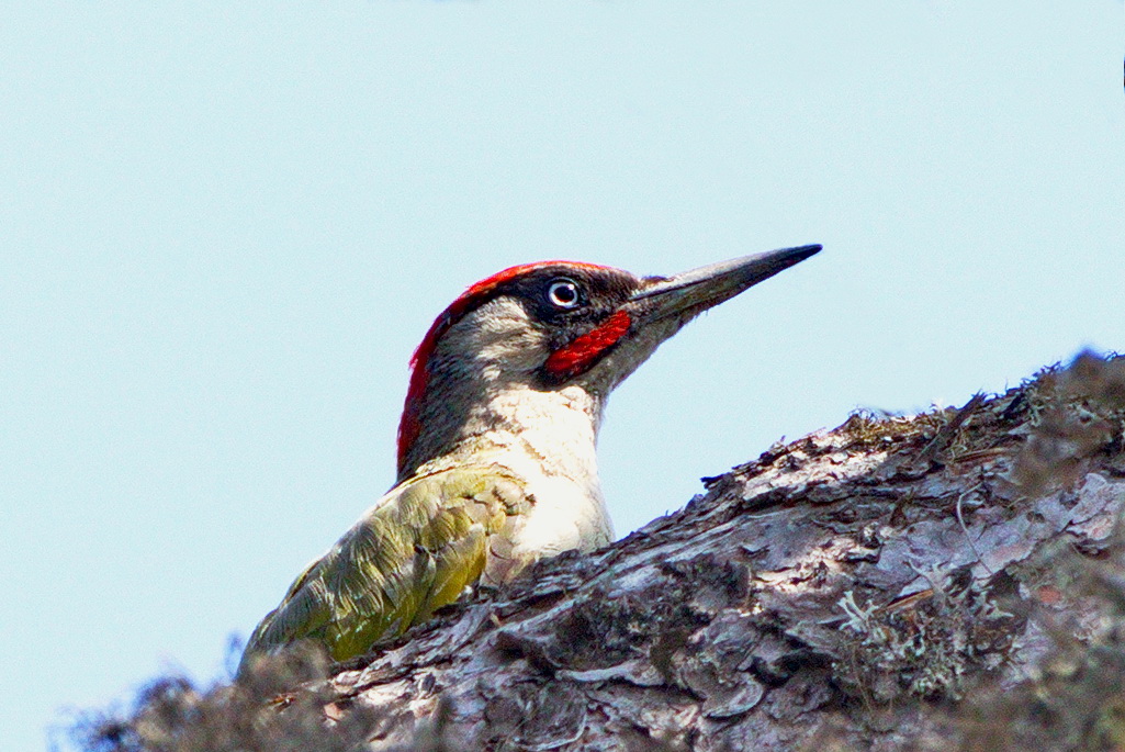 European Green Woodpecker