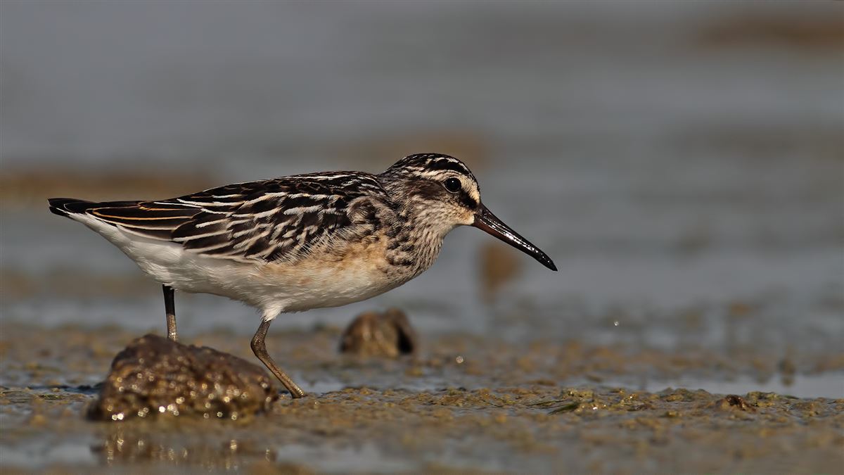 Broad-billed Sandpiper