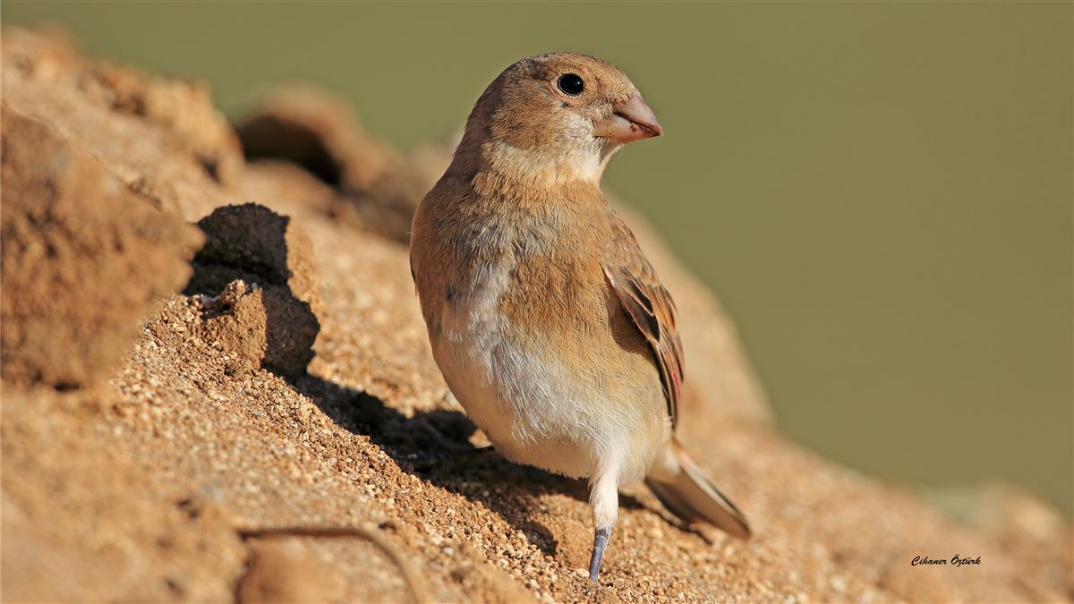 Eurasian Crimson-winged Finch