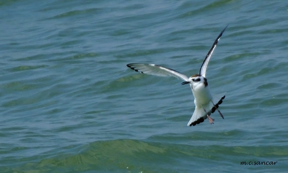 Little Gull