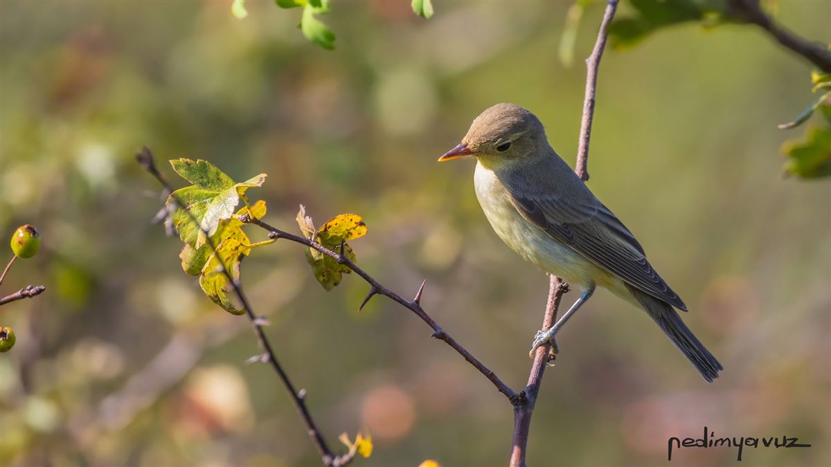 Icterine Warbler