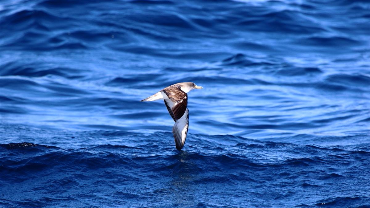 Scopoli`s Shearwater