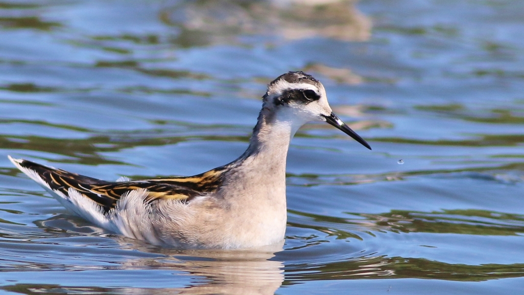 Red-necked Phalarope