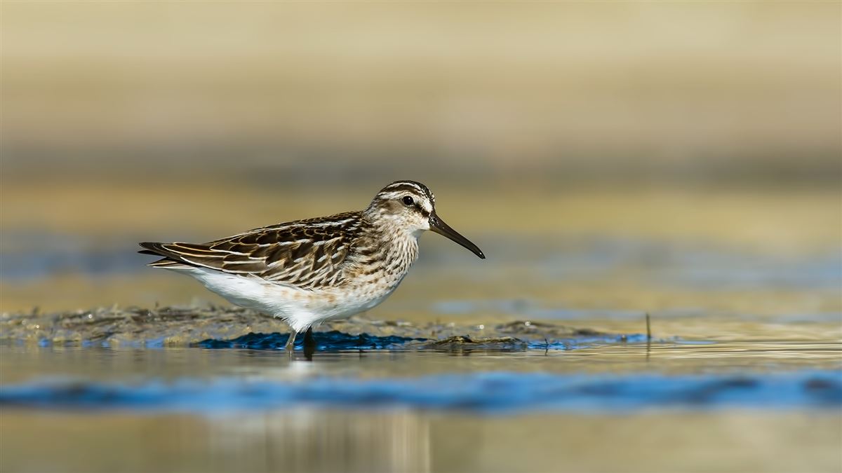 Broad-billed Sandpiper