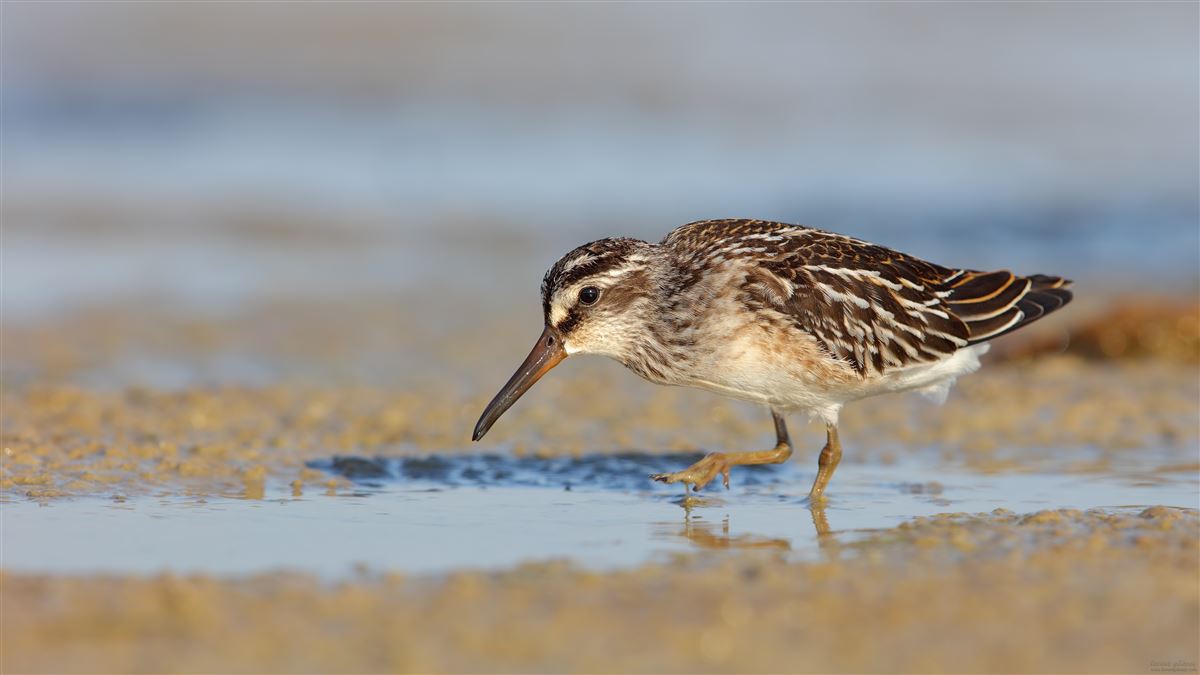 Broad-billed Sandpiper