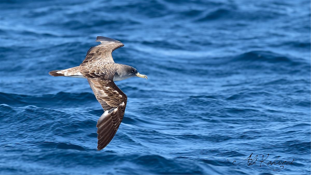 Scopoli`s Shearwater