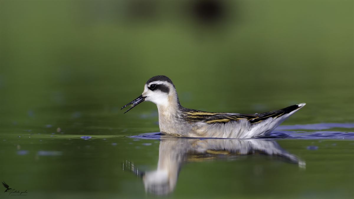 Red-necked Phalarope