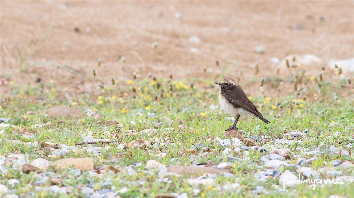 Cyprus Wheatear