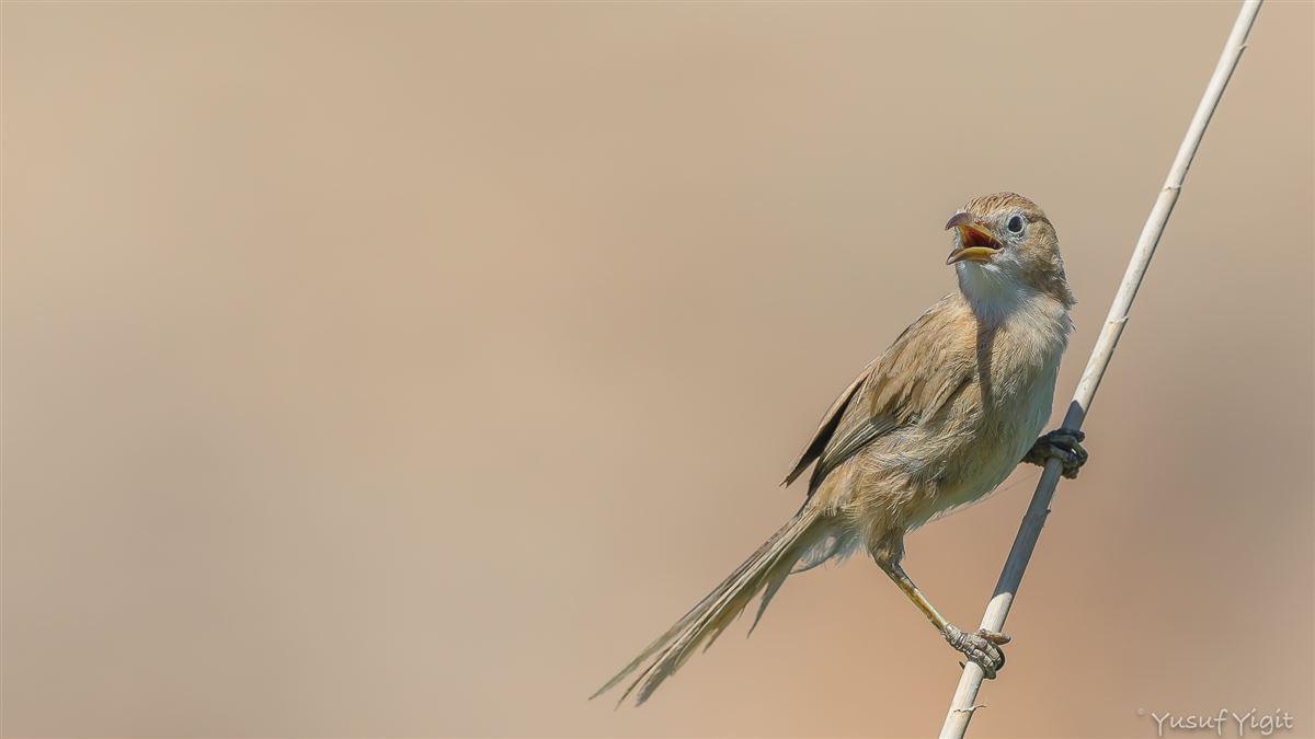 Iraq Babbler