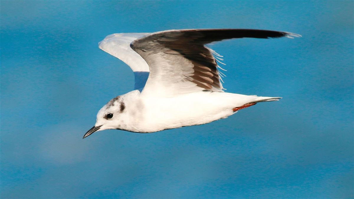 Little Gull