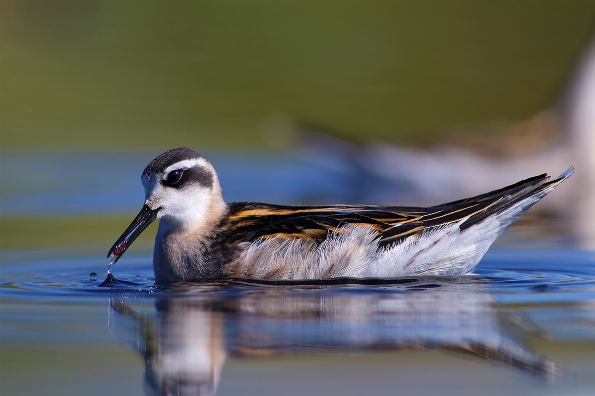 Red-necked Phalarope