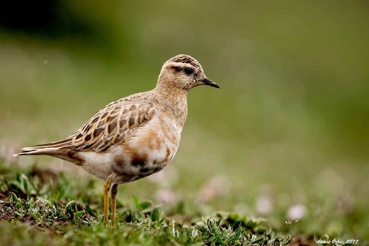 Eurasian Dotterel