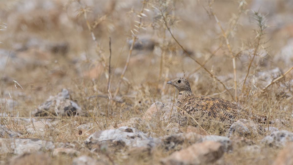Black-bellied Sandgrouse