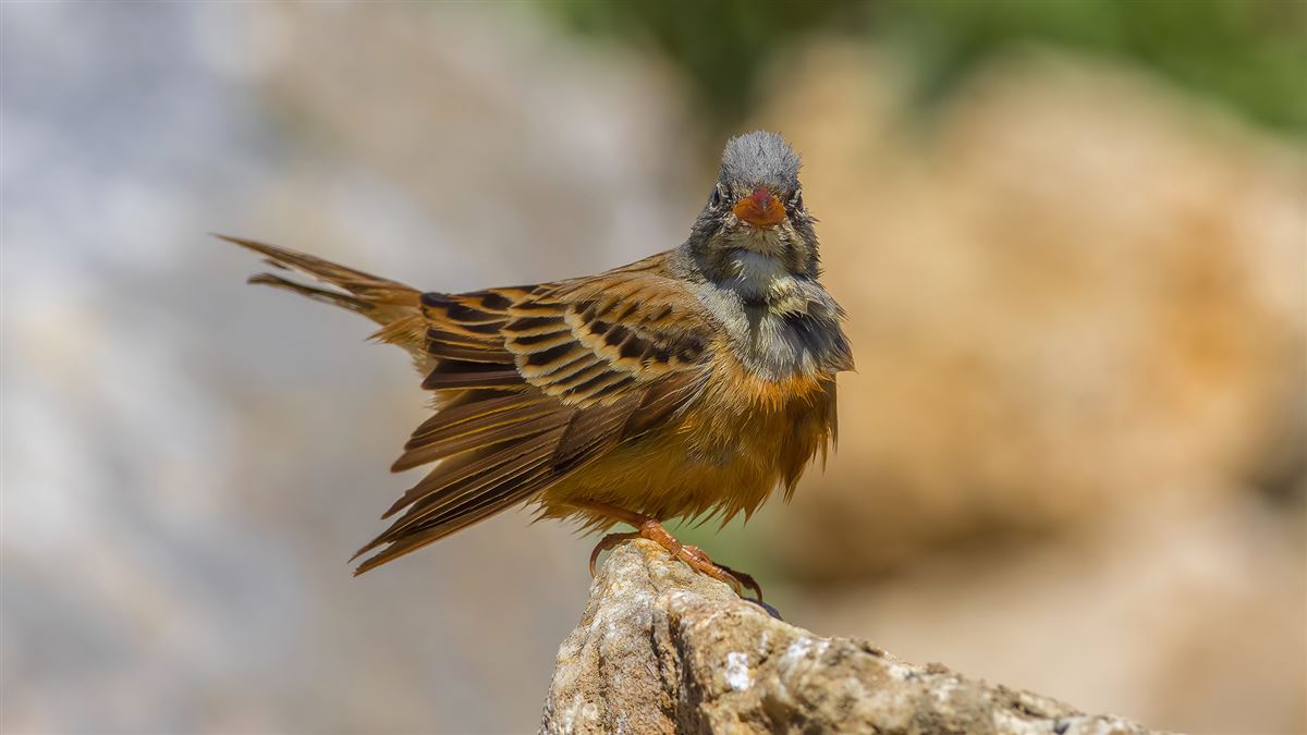 Ortolan Bunting