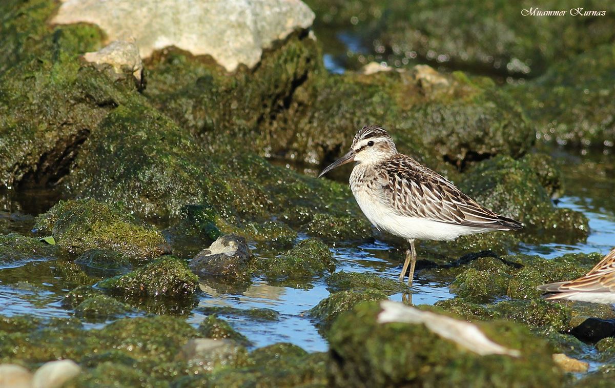 Broad-billed Sandpiper