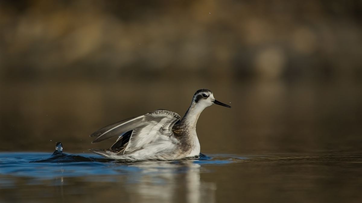 Red-necked Phalarope