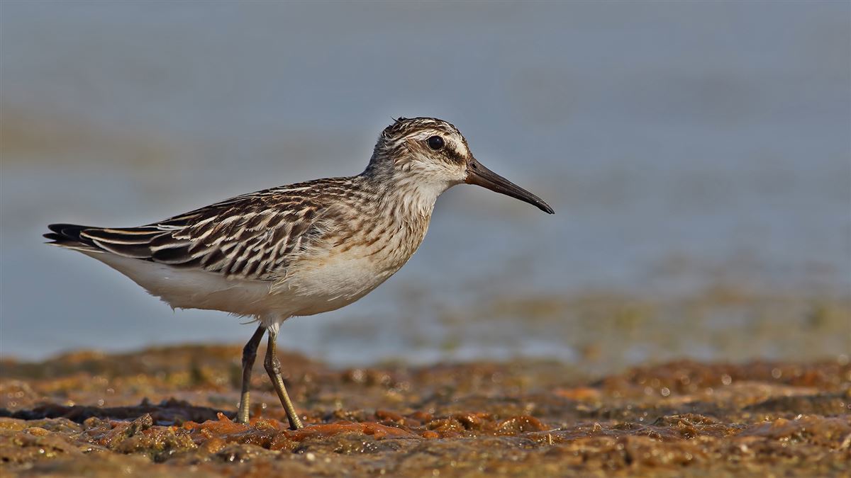 Broad-billed Sandpiper