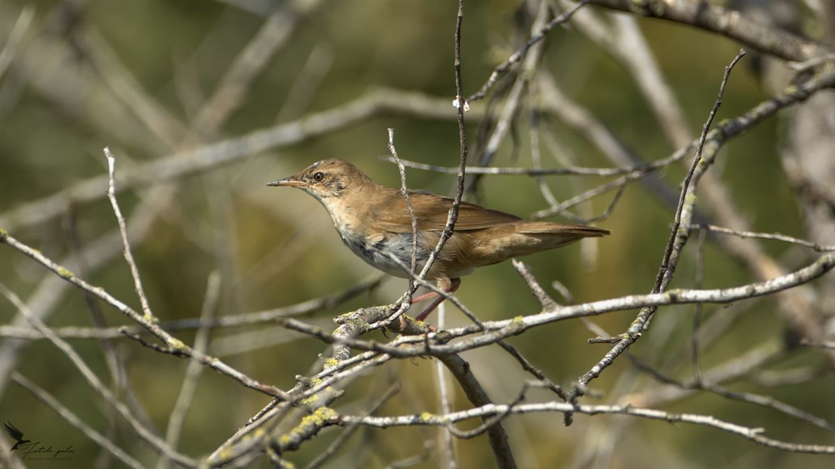 Savi`s Warbler