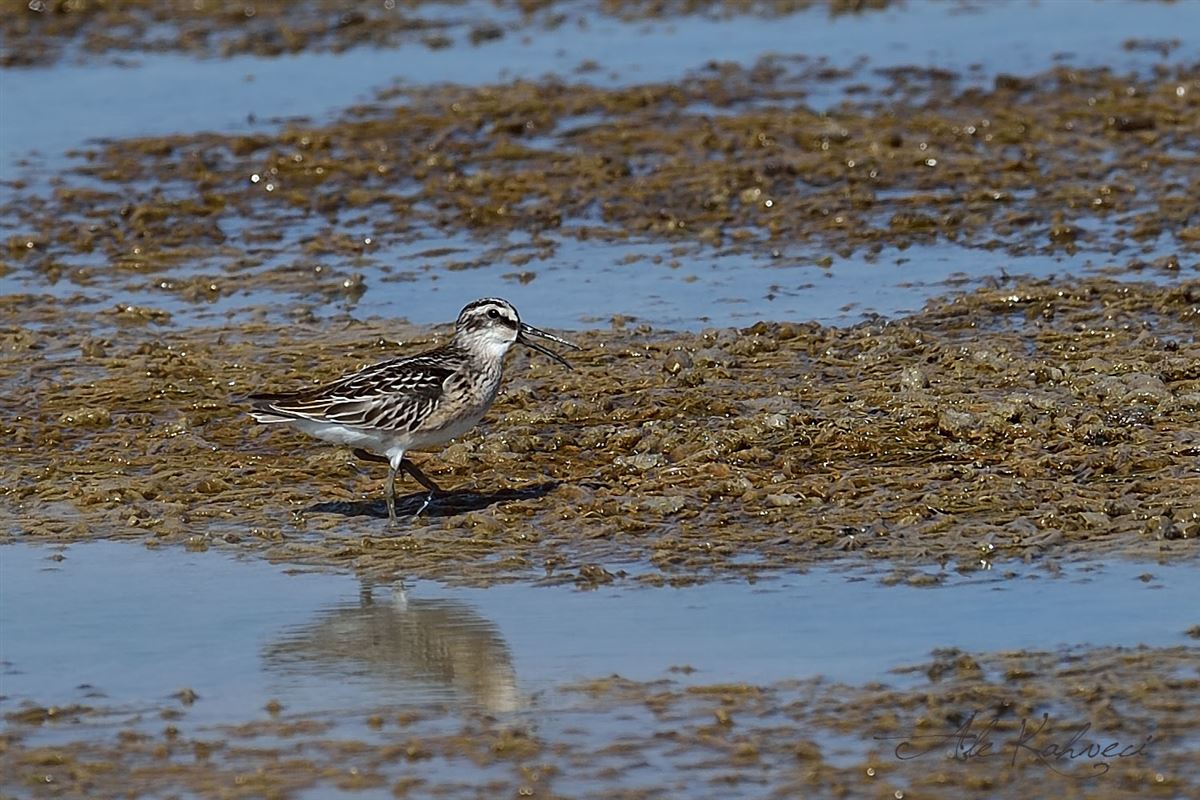 Broad-billed Sandpiper