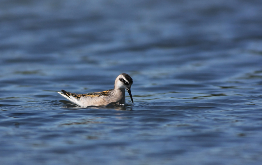 Red-necked Phalarope