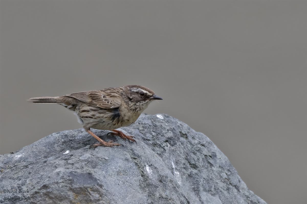 Radde`s Accentor