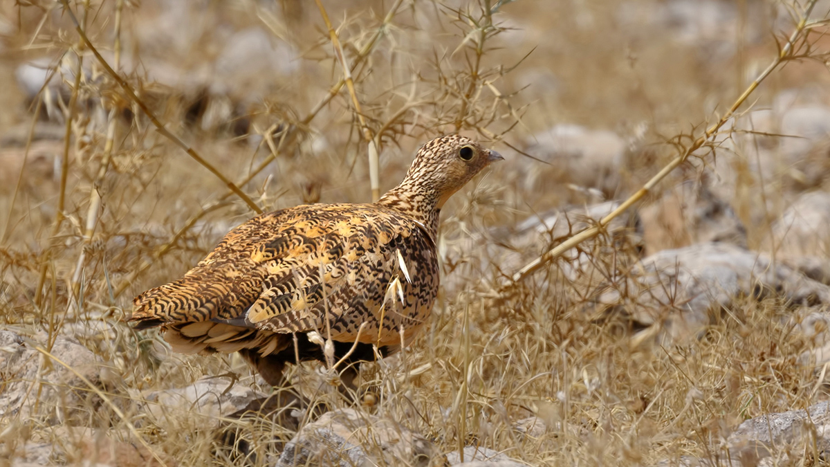 Black-bellied Sandgrouse
