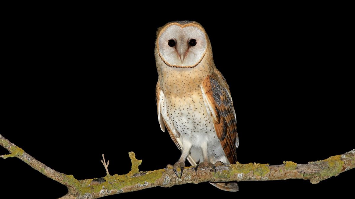 Western Barn Owl