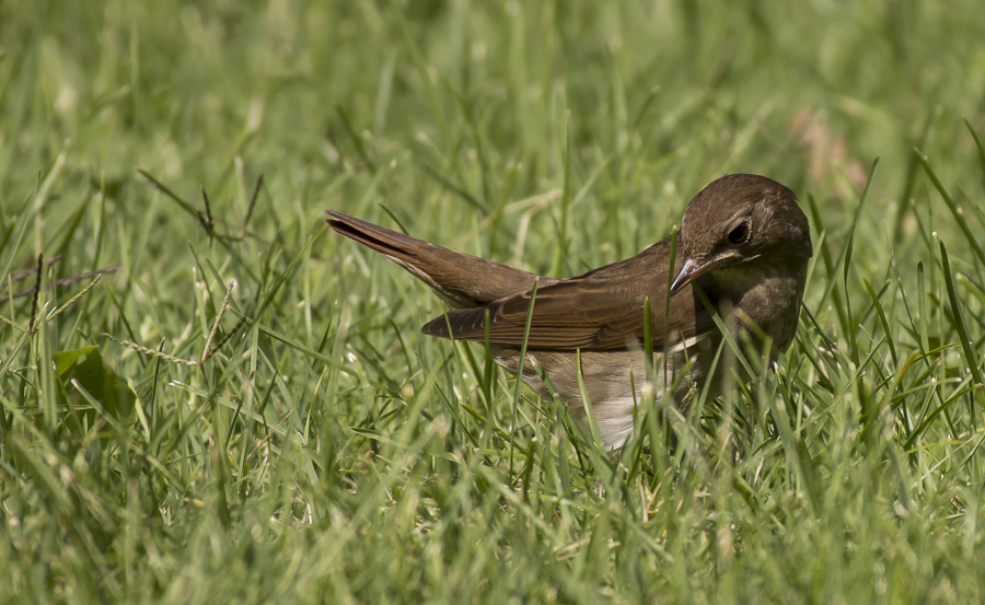 Thrush Nightingale