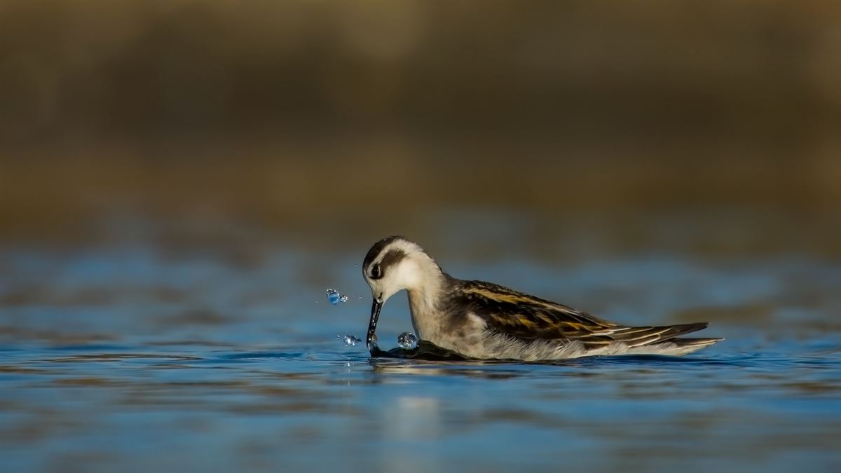 Red-necked Phalarope