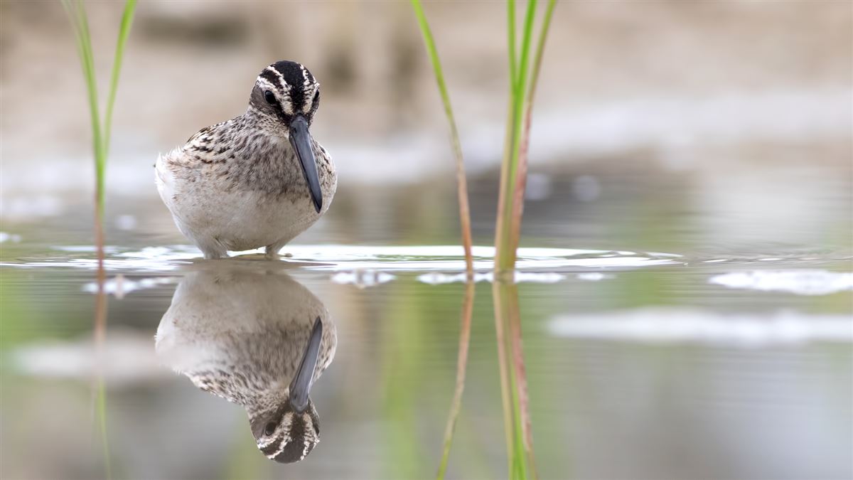 Broad-billed Sandpiper