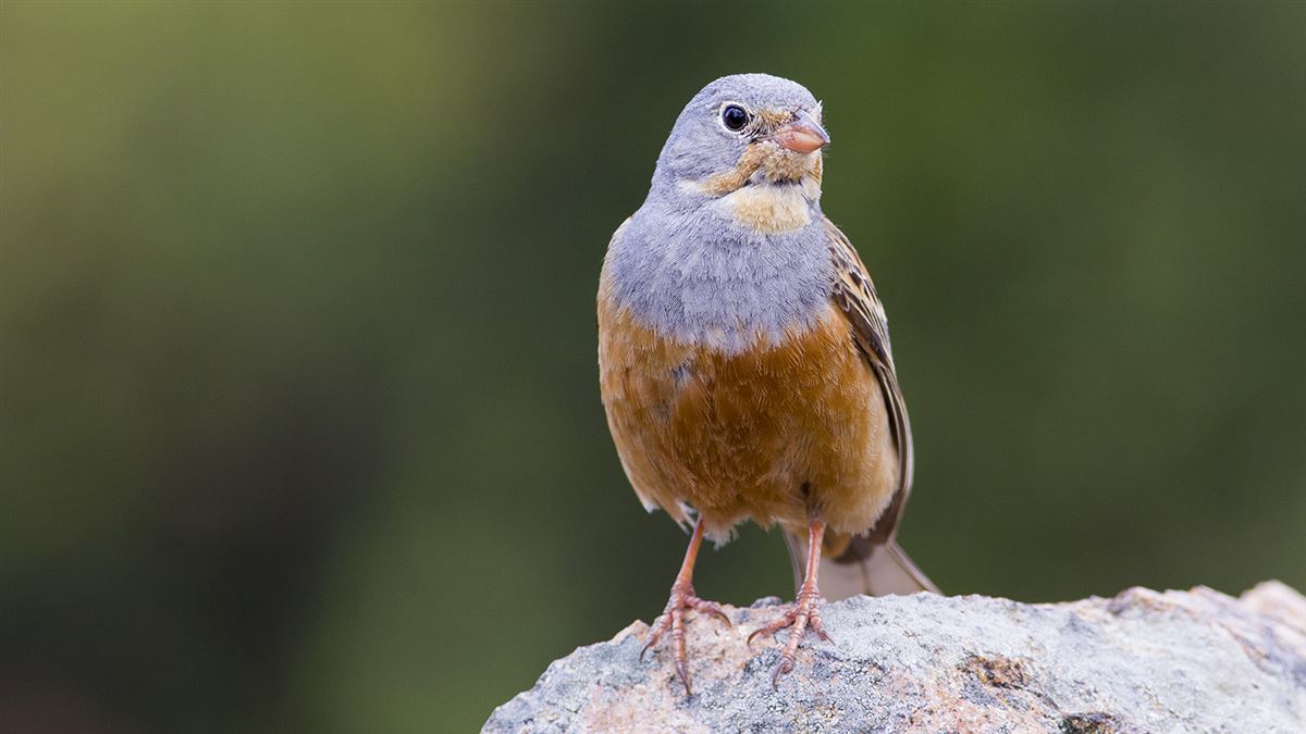 Cretzschmar`s Bunting