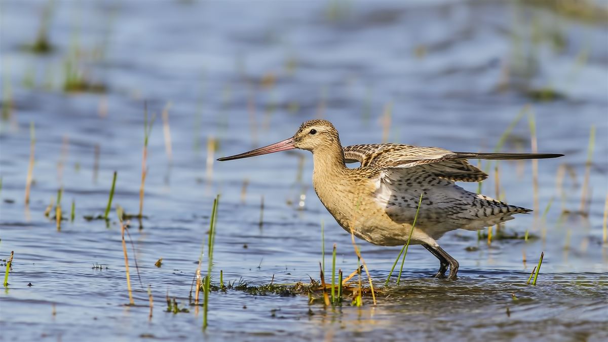 Bar-tailed Godwit