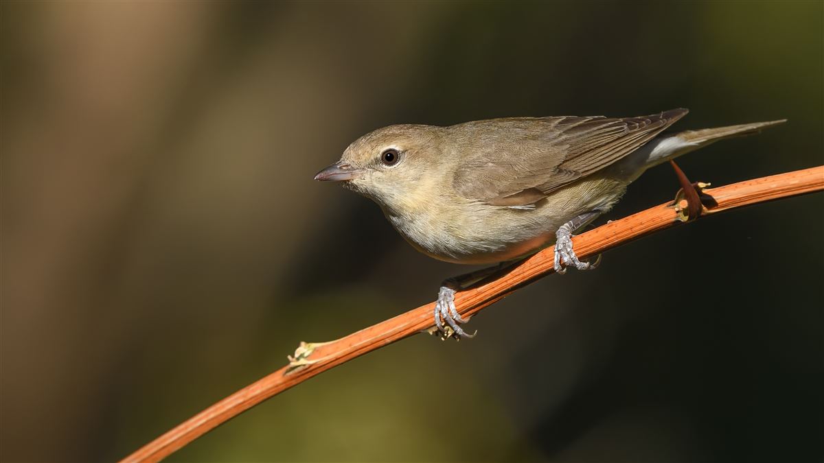 Garden Warbler