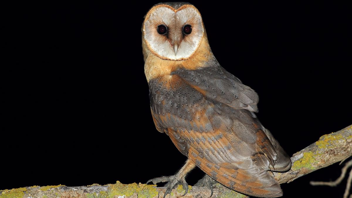 Western Barn Owl