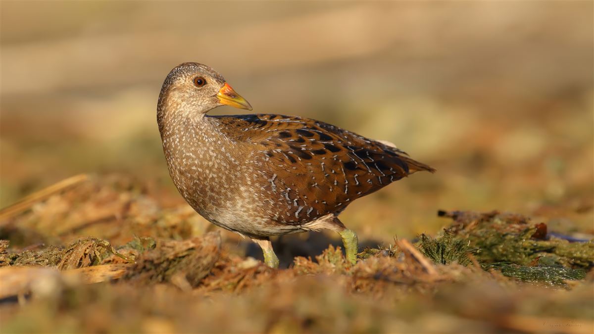 Spotted Crake
