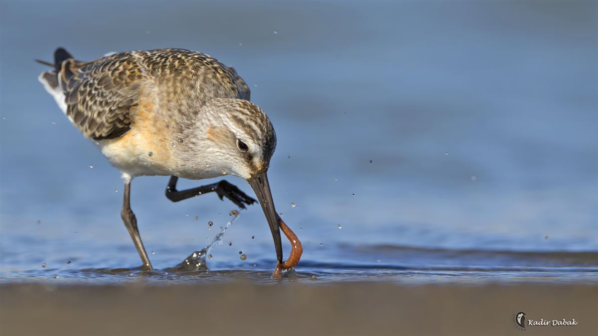 Kızıl Kumkuşu
